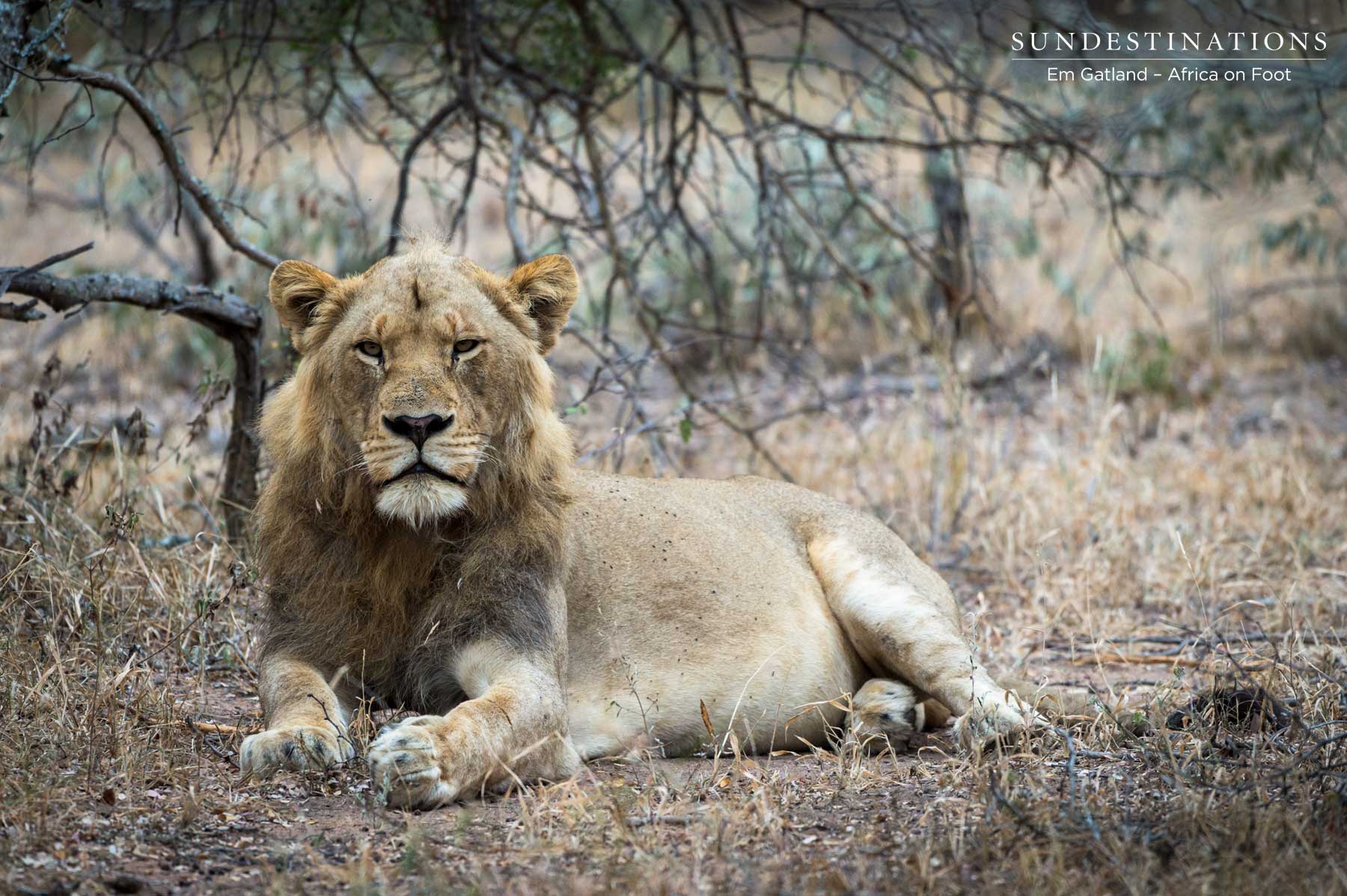 Male Lion in Klaserie