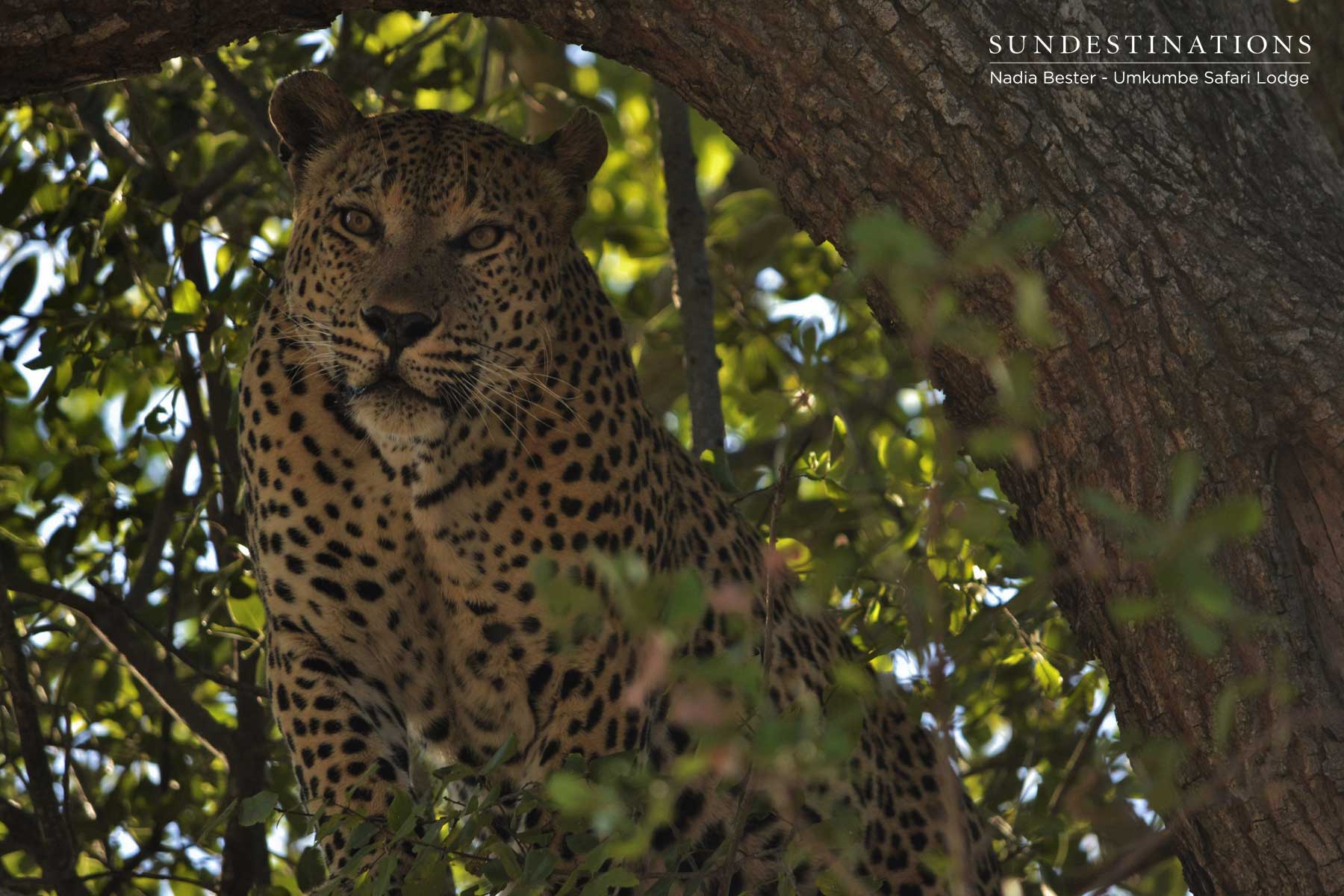 Mxabene Impala Kill Mxabene Impala Kill
