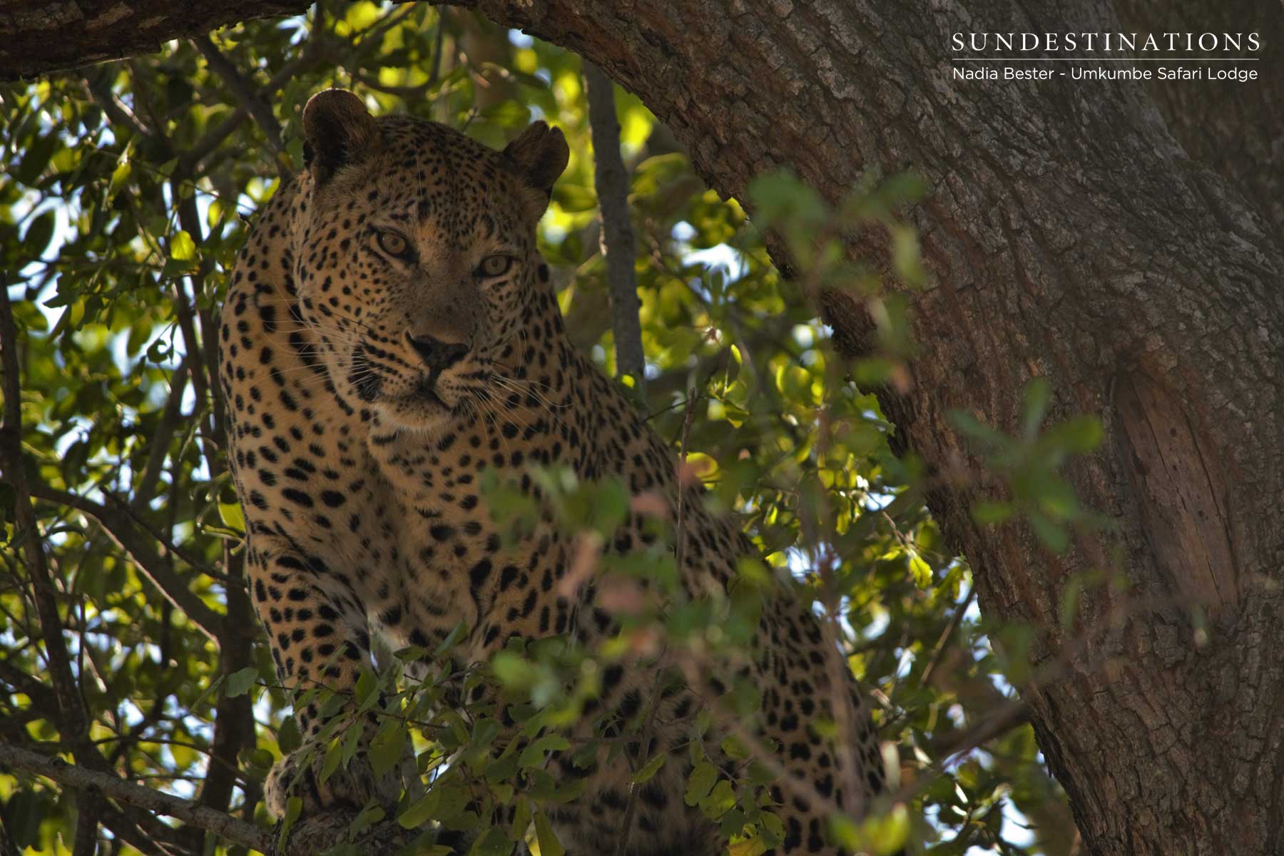 Mxabene with Prey Mxabene with Prey