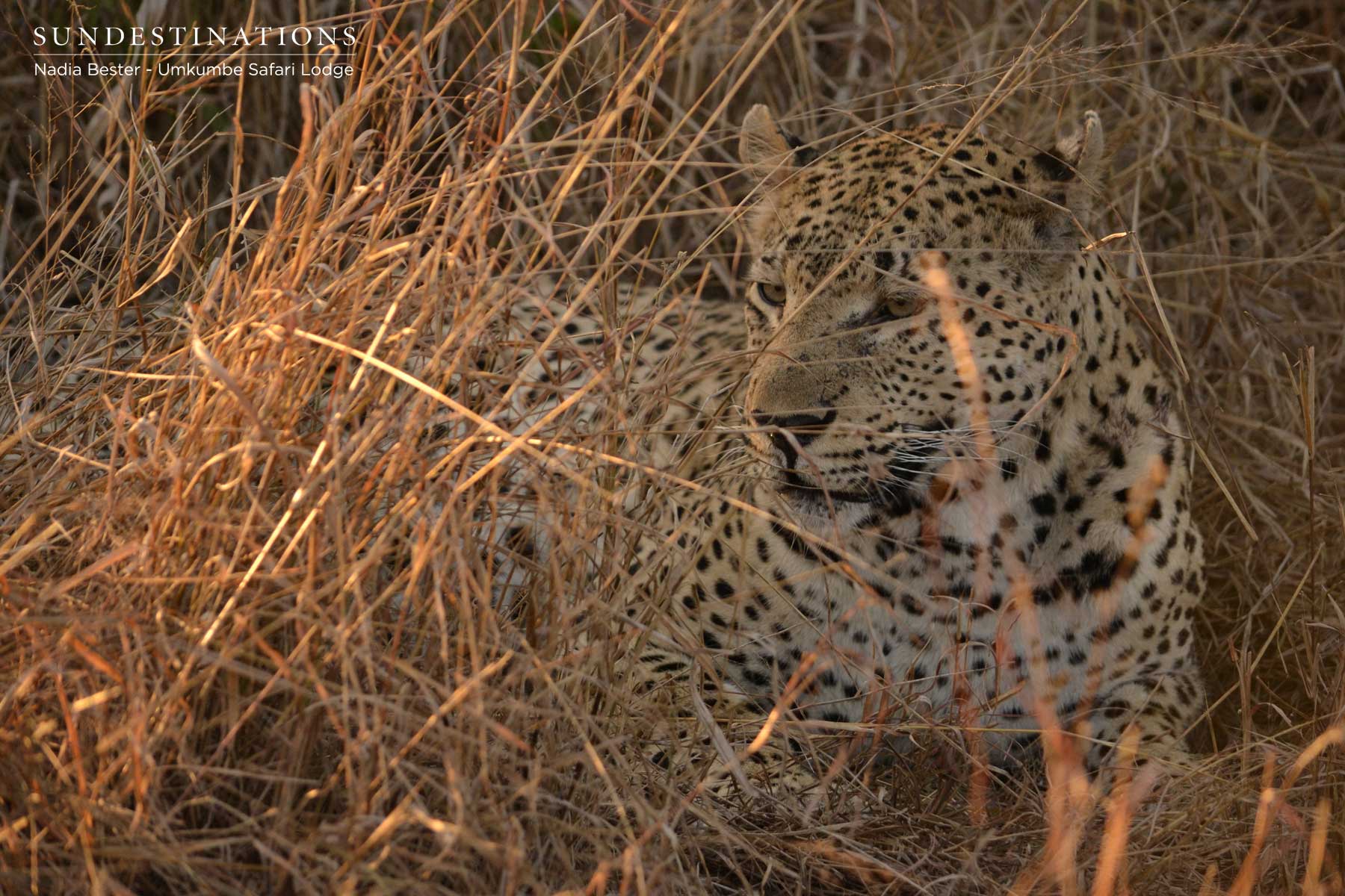 Mxabene in Thickets Mxabene in Thickets