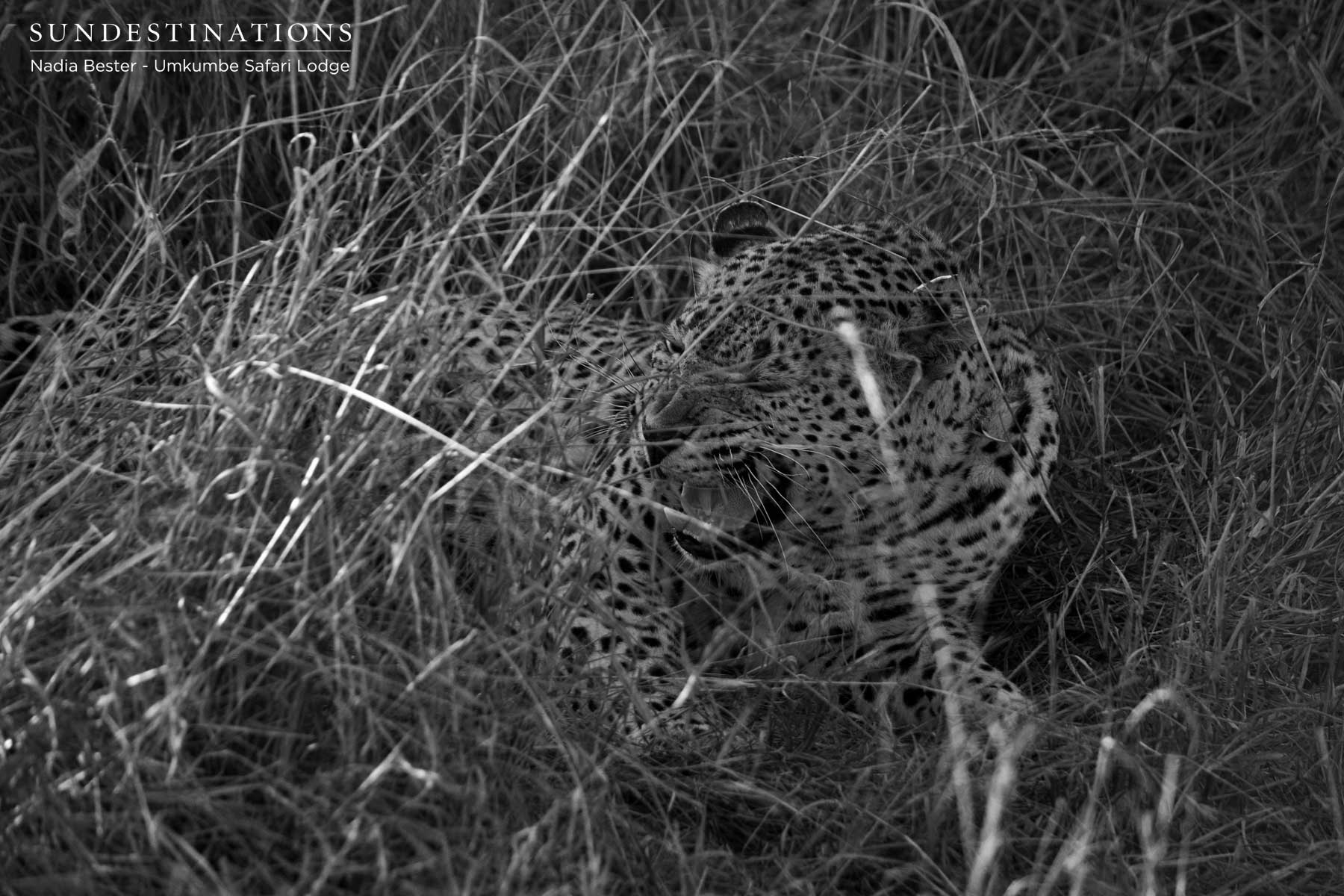 Mxabene on Prowl Mxabene on Prowl