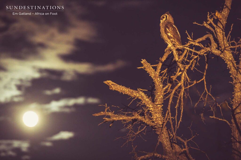 Owl at Twilight