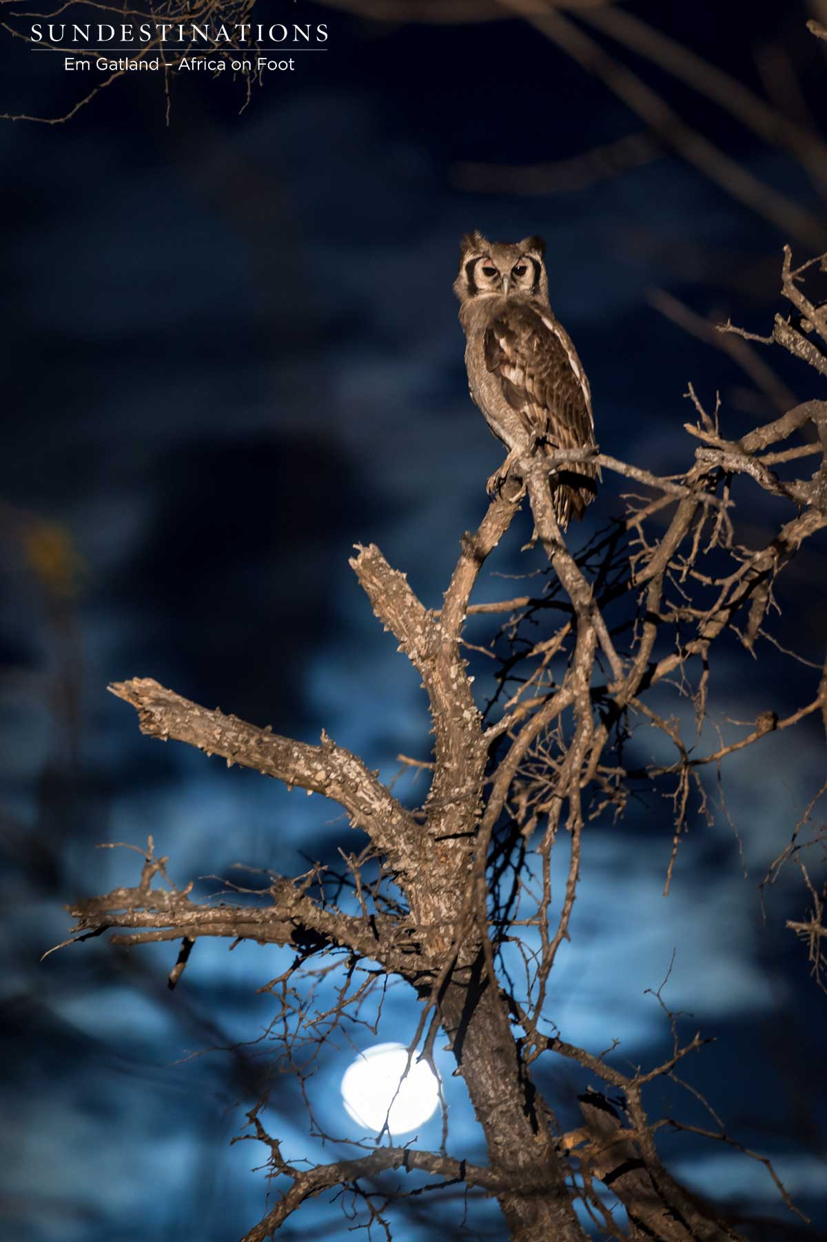 Owl Africa on Foot Owl Africa on Foot