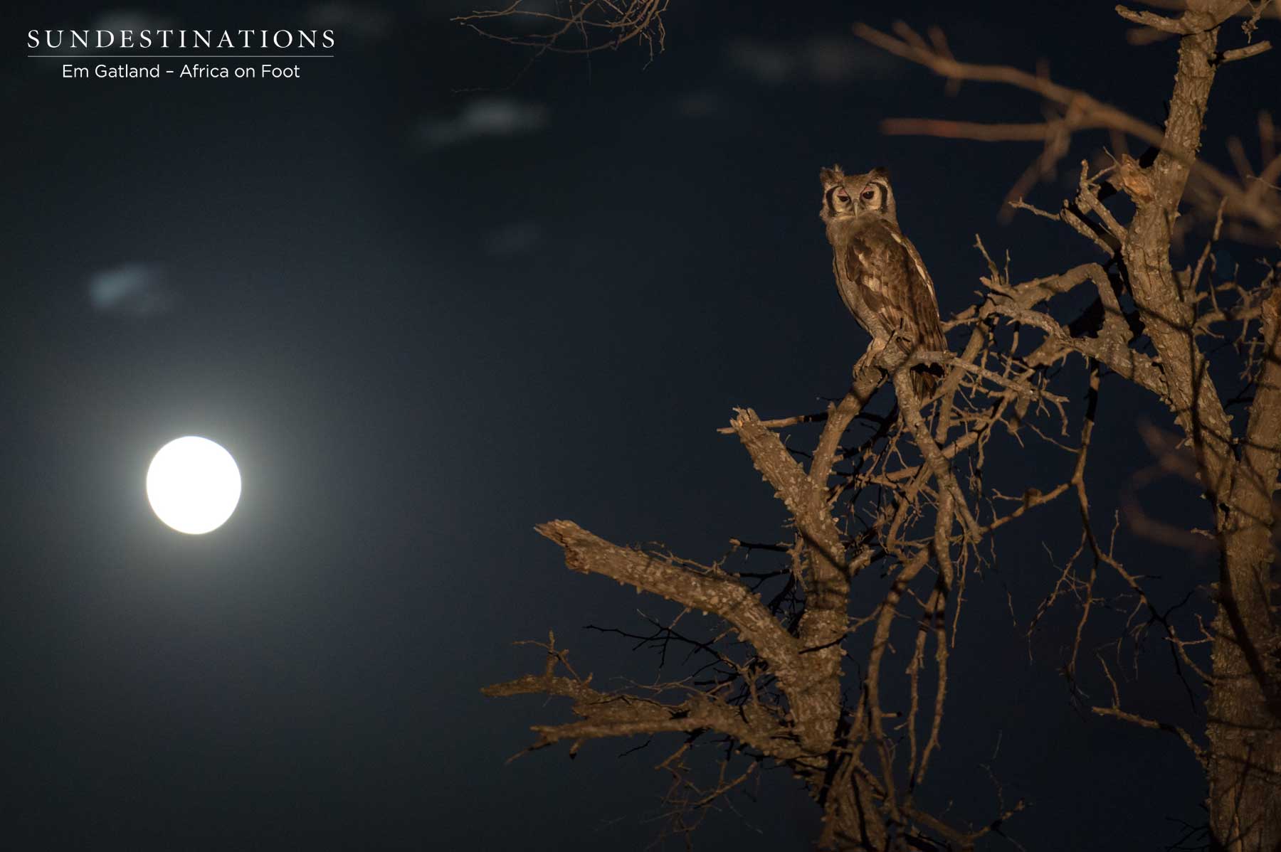 Eagle Owl Africa on Foot Eagle Owl Africa on Foot