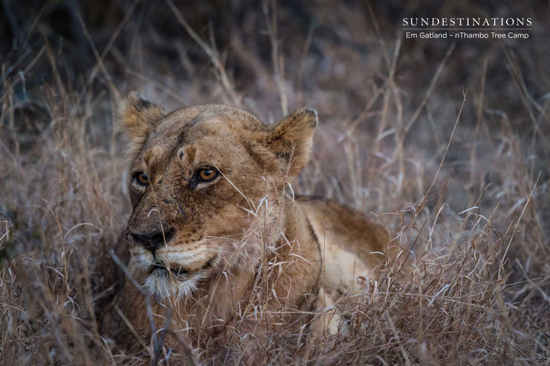 Ross Pride Breakaway Lionesses