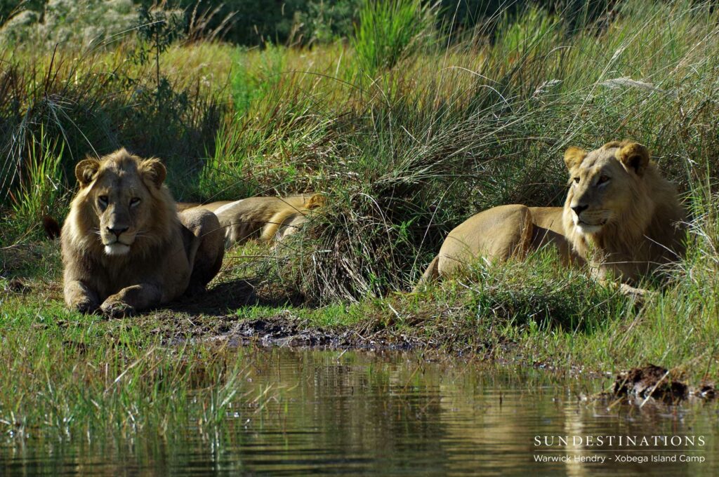 Swamp Lions in Okavango Delta