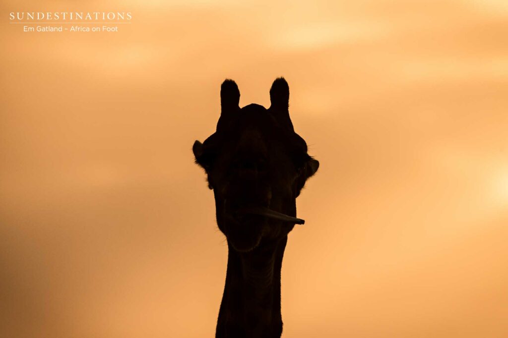 Africa on Foot Giraffe Sunset