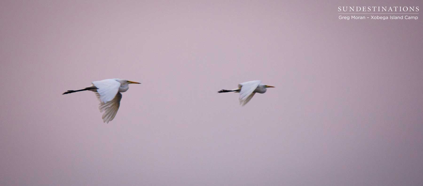Egrets Okavango Delta