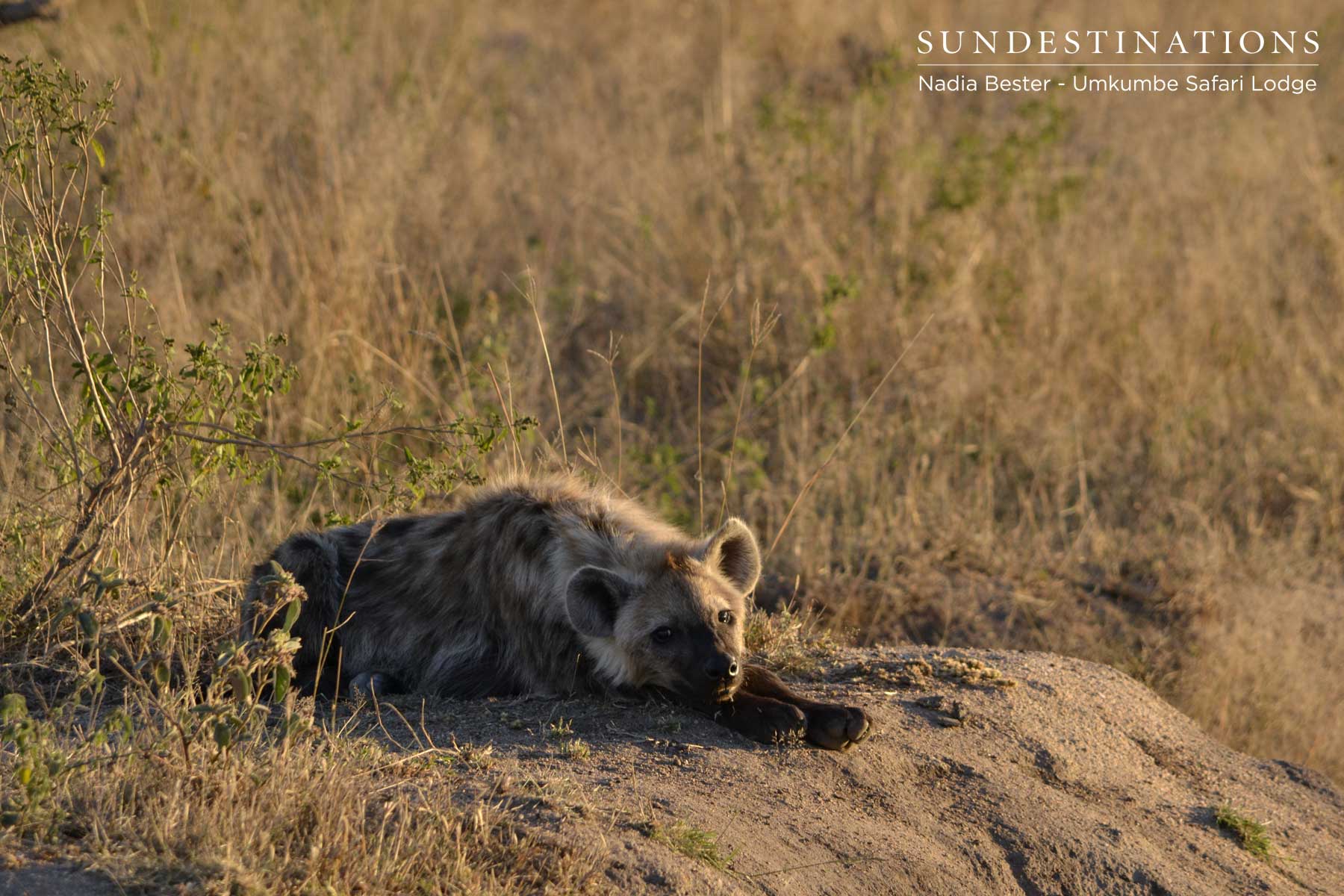 Hyena Umkumbe