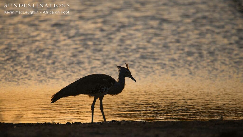 Kori Bustard