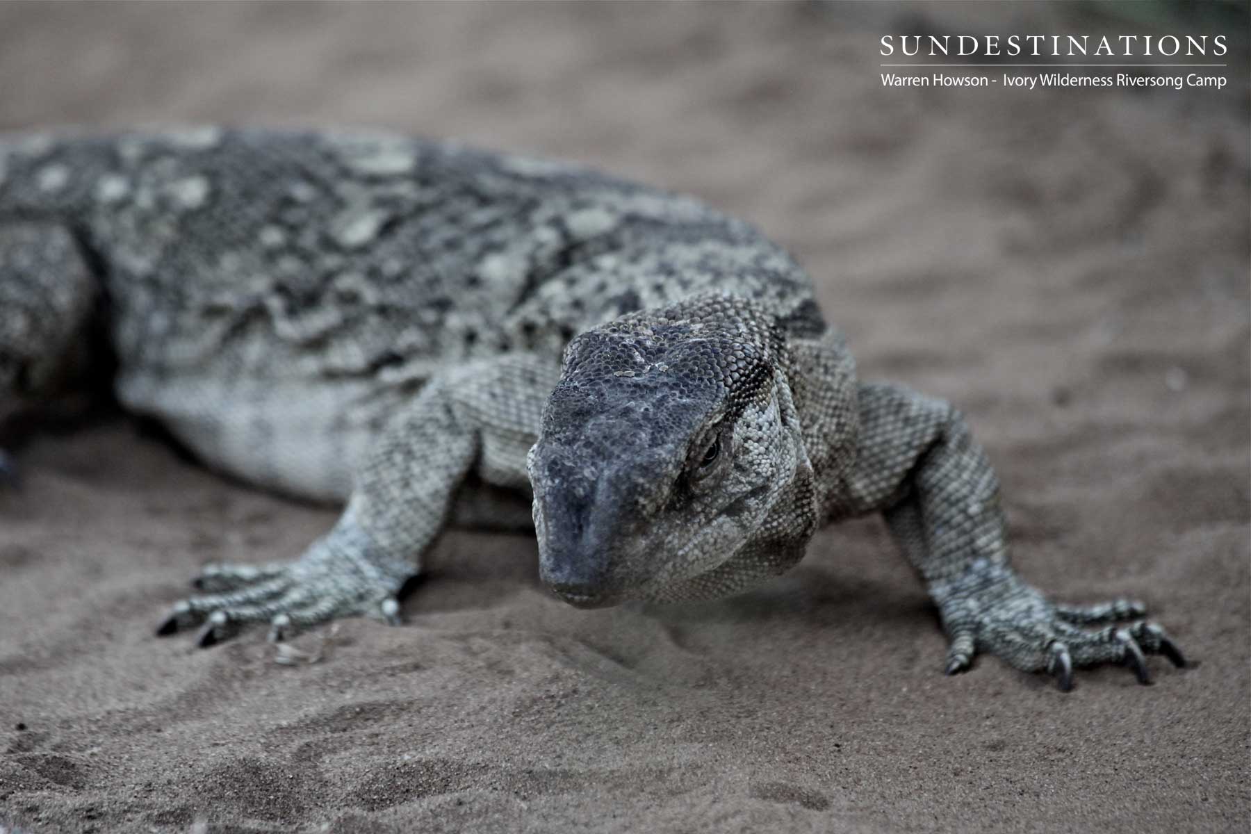 Ivory Wilderness Monitor