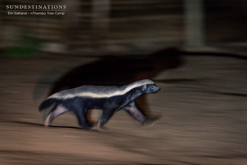Honey Badger nThambo