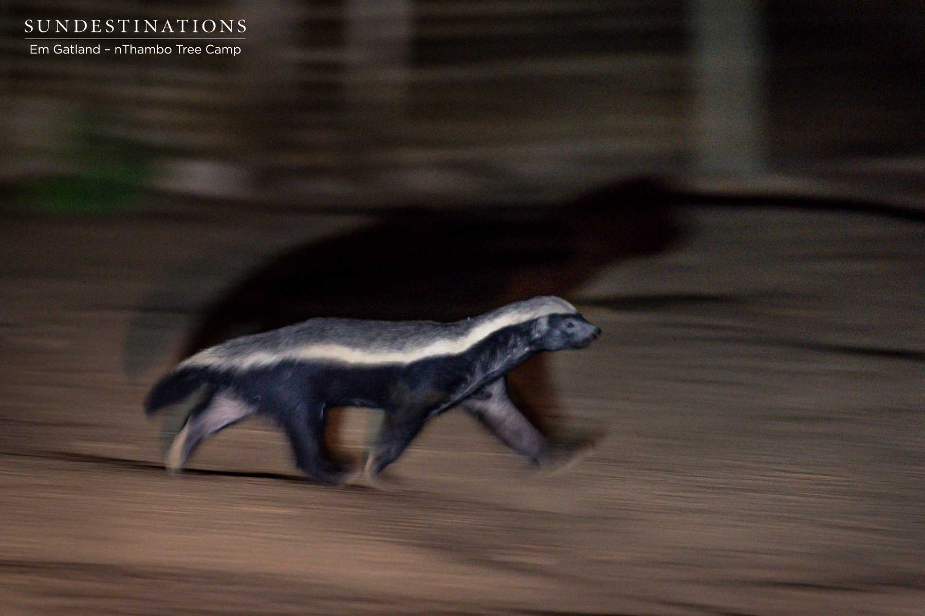 Honey Badger nThambo Honey Badger nThambo