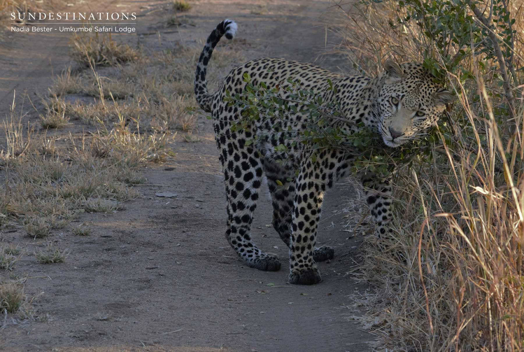 White Dam Male Cub White Dam Male Cub