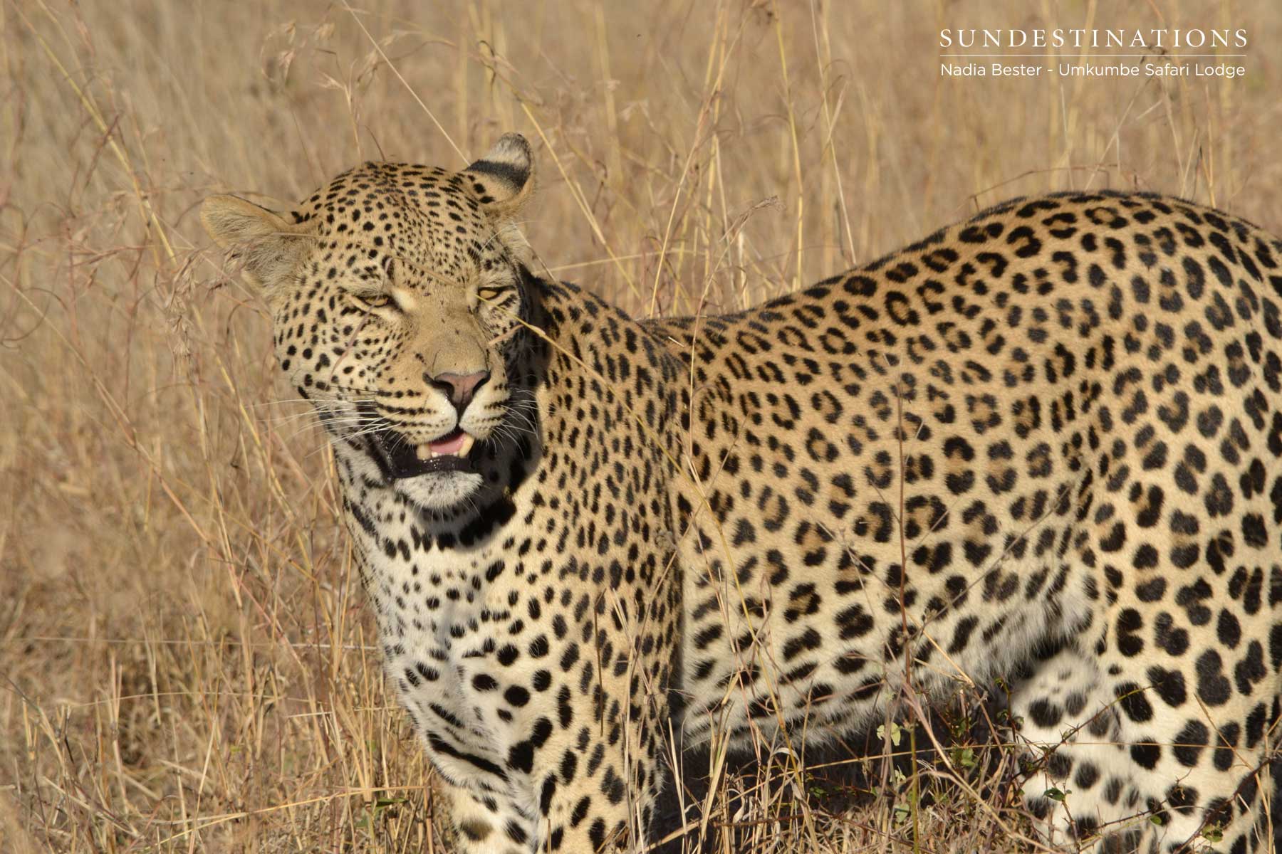 White Dam Male Cub White Dam Male Cub