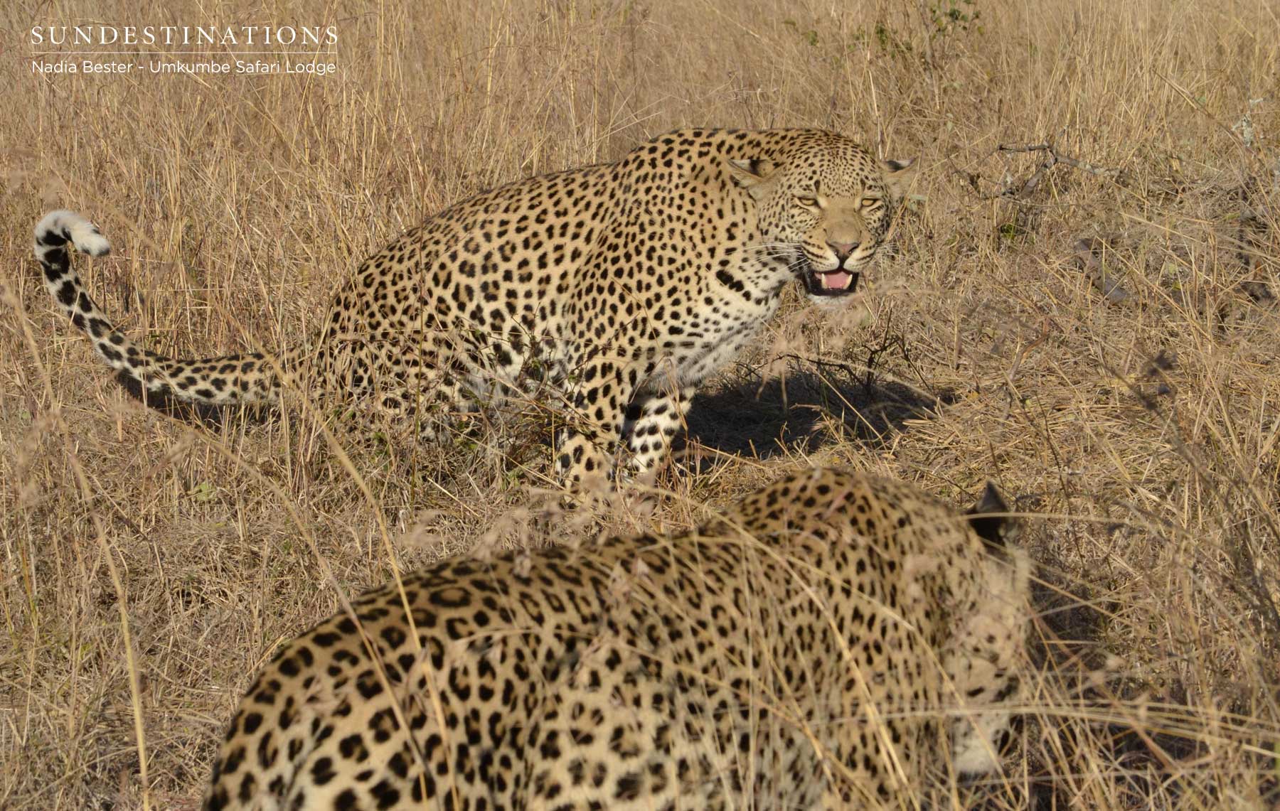 White Dam Male Cub and Mxabene White Dam Male Cub and Mxabene