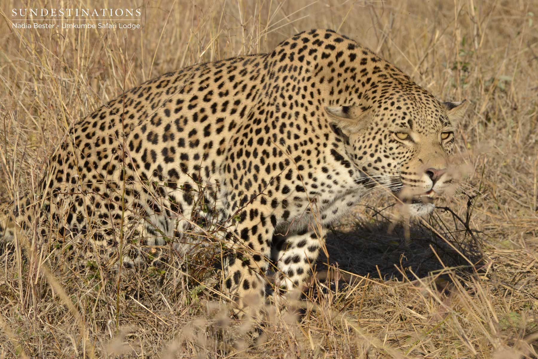 Leopard on Kill Leopard on Kill