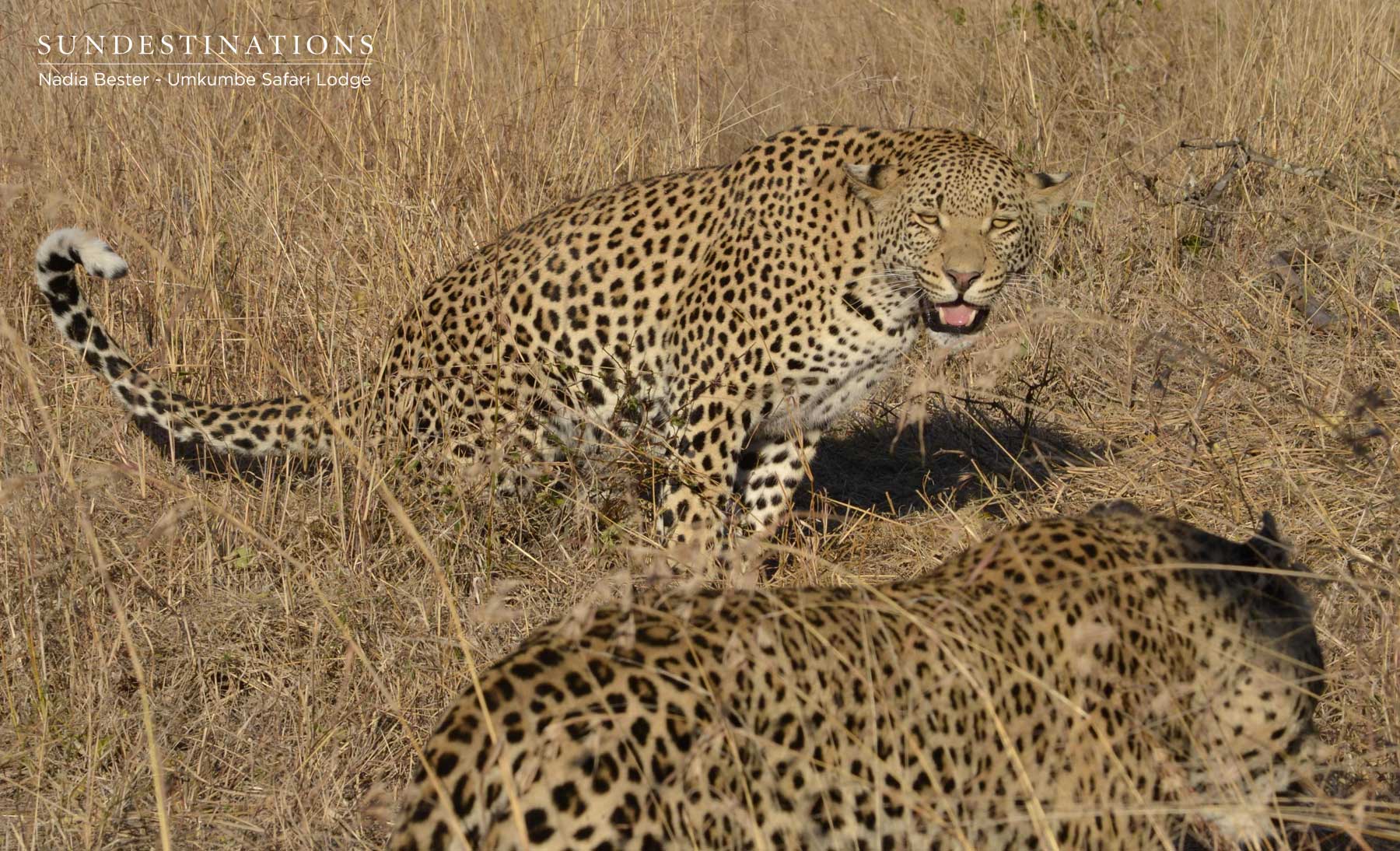 White Dam Male Cub Kill White Dam Male Cub Kill