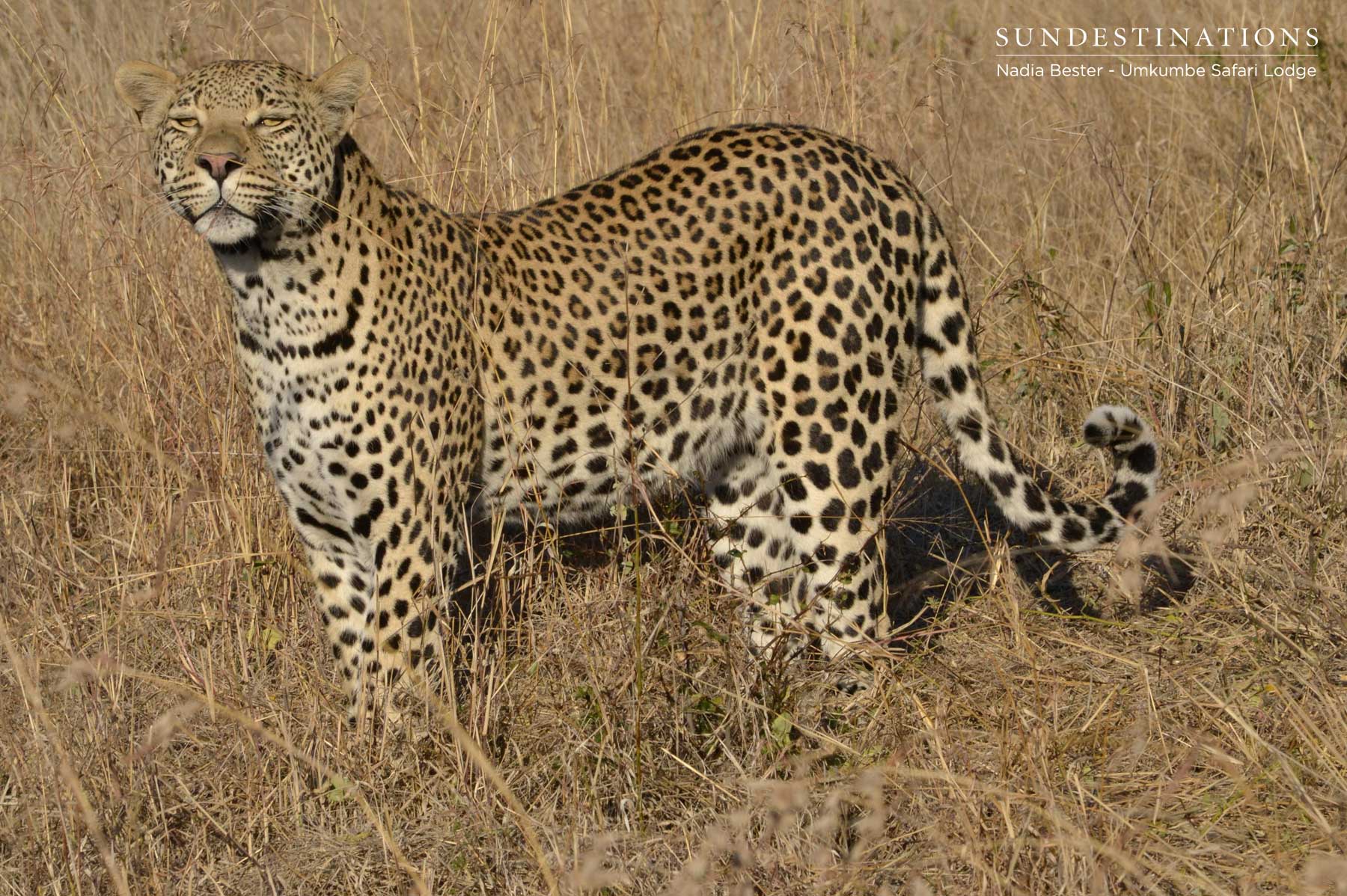 White Dam Cub White Dam Cub