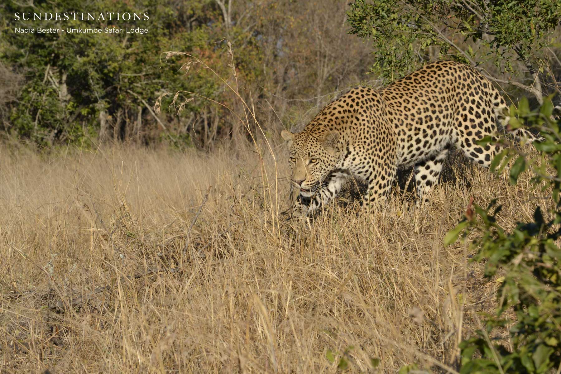 White Dam Male Cub White Dam Male Cub