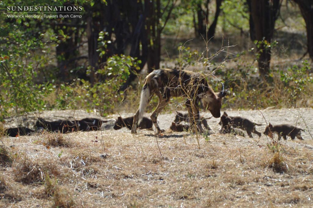 Wild Dog Pups Den