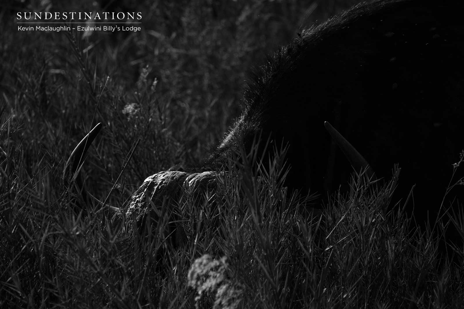 Buffalo at Ezulwini Buffalo at Ezulwini