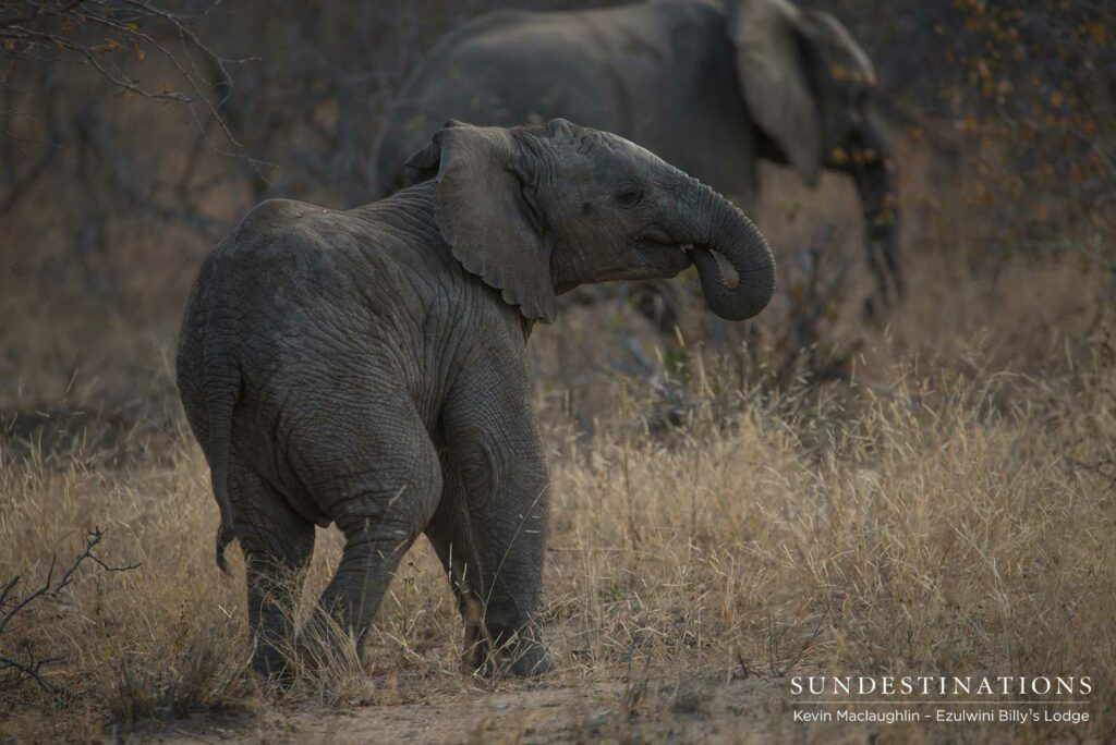 Young Calf in the Balule