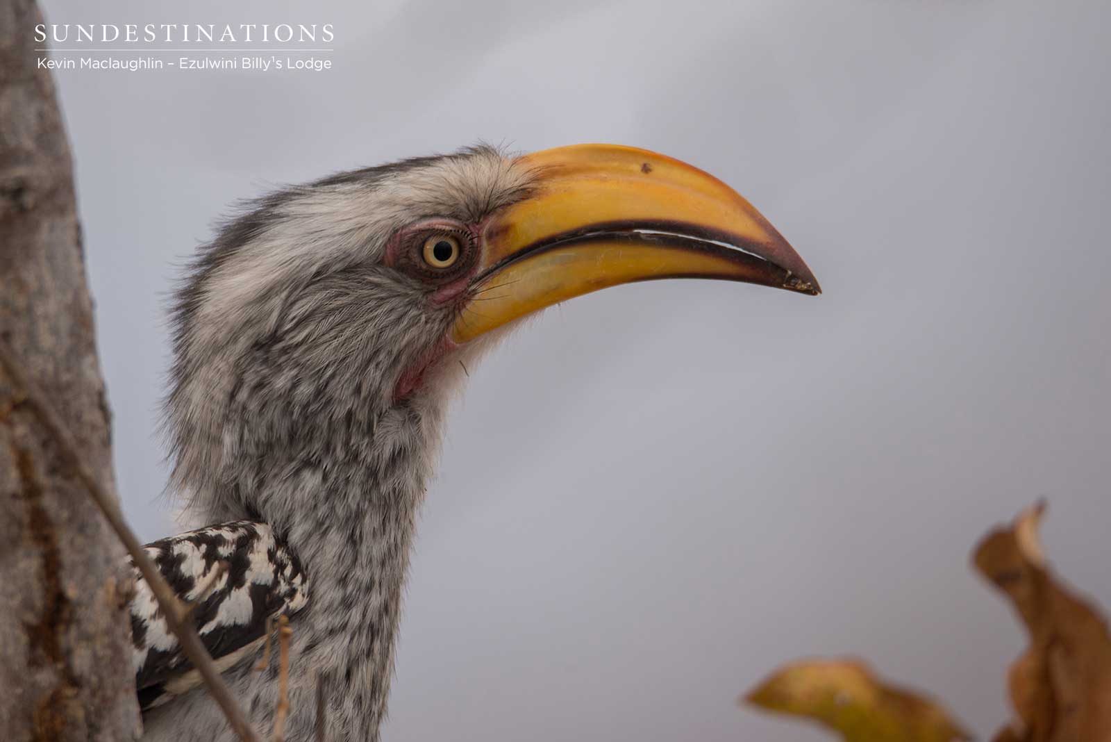 Southern yellow-billed hornbill Southern yellow-billed hornbill