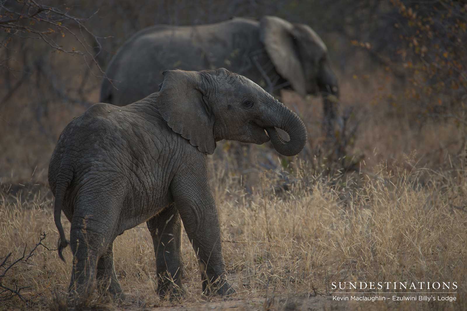 Elephant Calves in the Balule Elephant Calves in the Balule