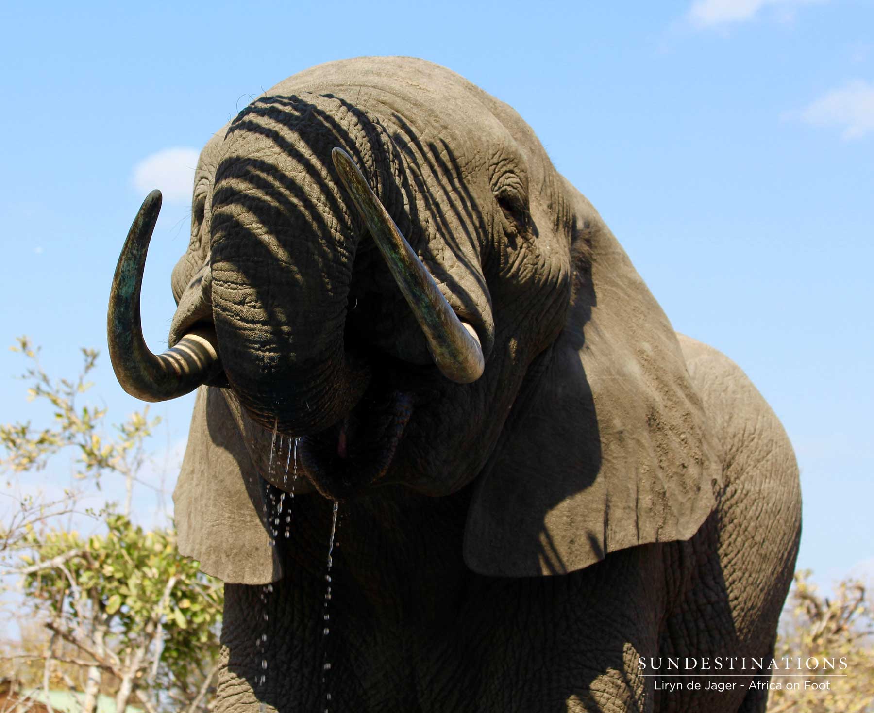 Elephant Africa on Foot Elephant Africa on Foot