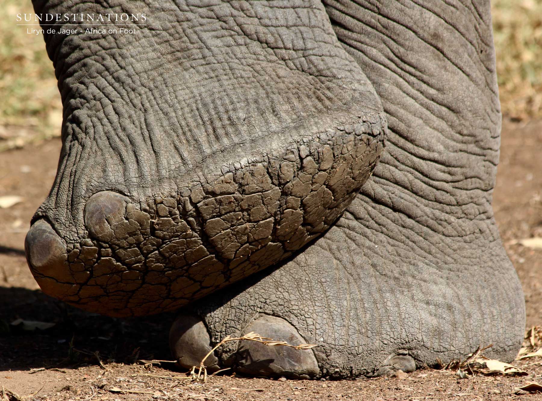 Foot of an Elephant Foot of an Elephant