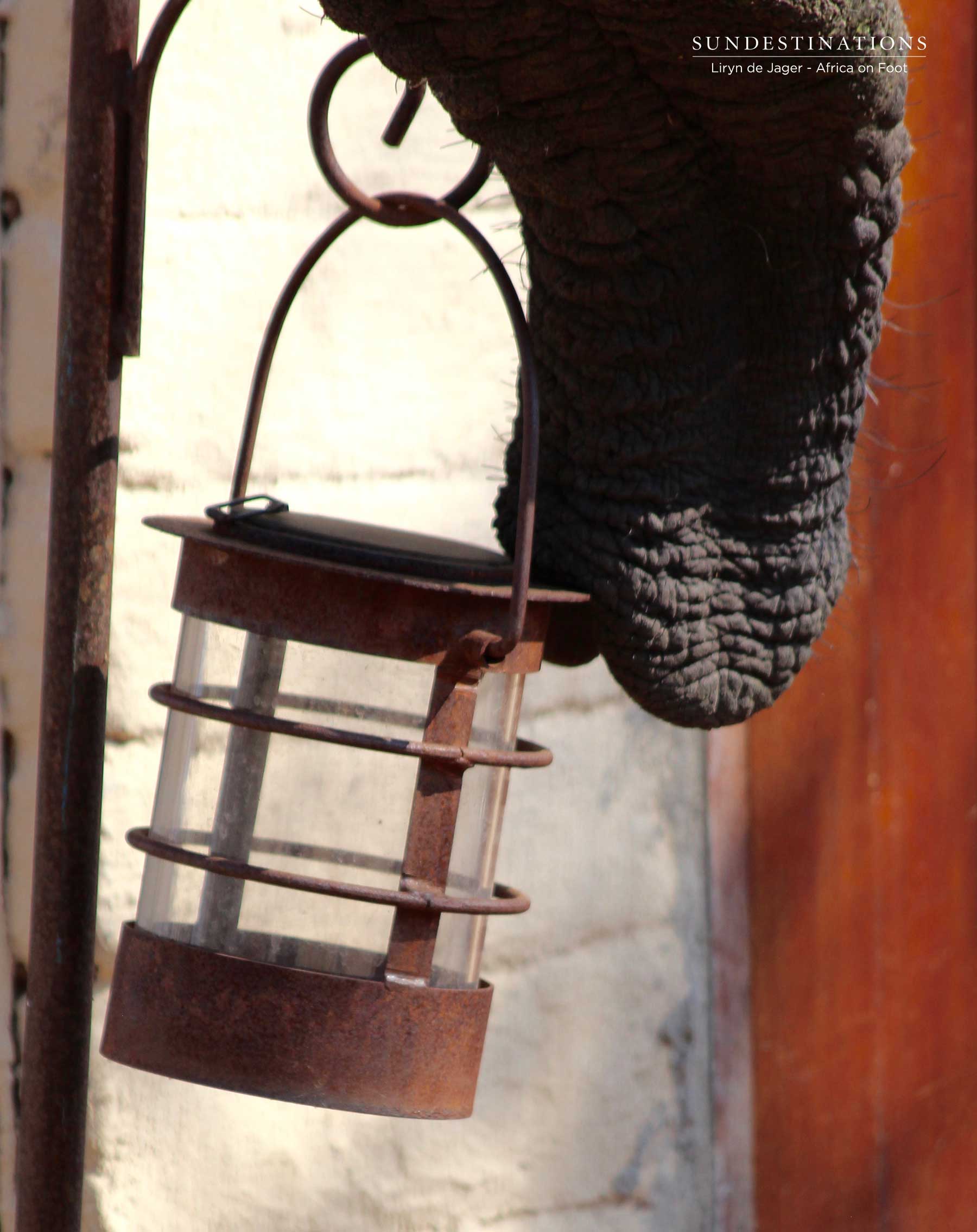 Elephant Bull Checking Lanterns Elephant Bull Checking Lanterns