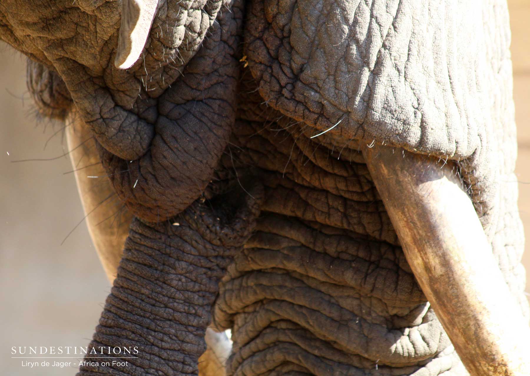 Mouth of an Elephant Mouth of an Elephant