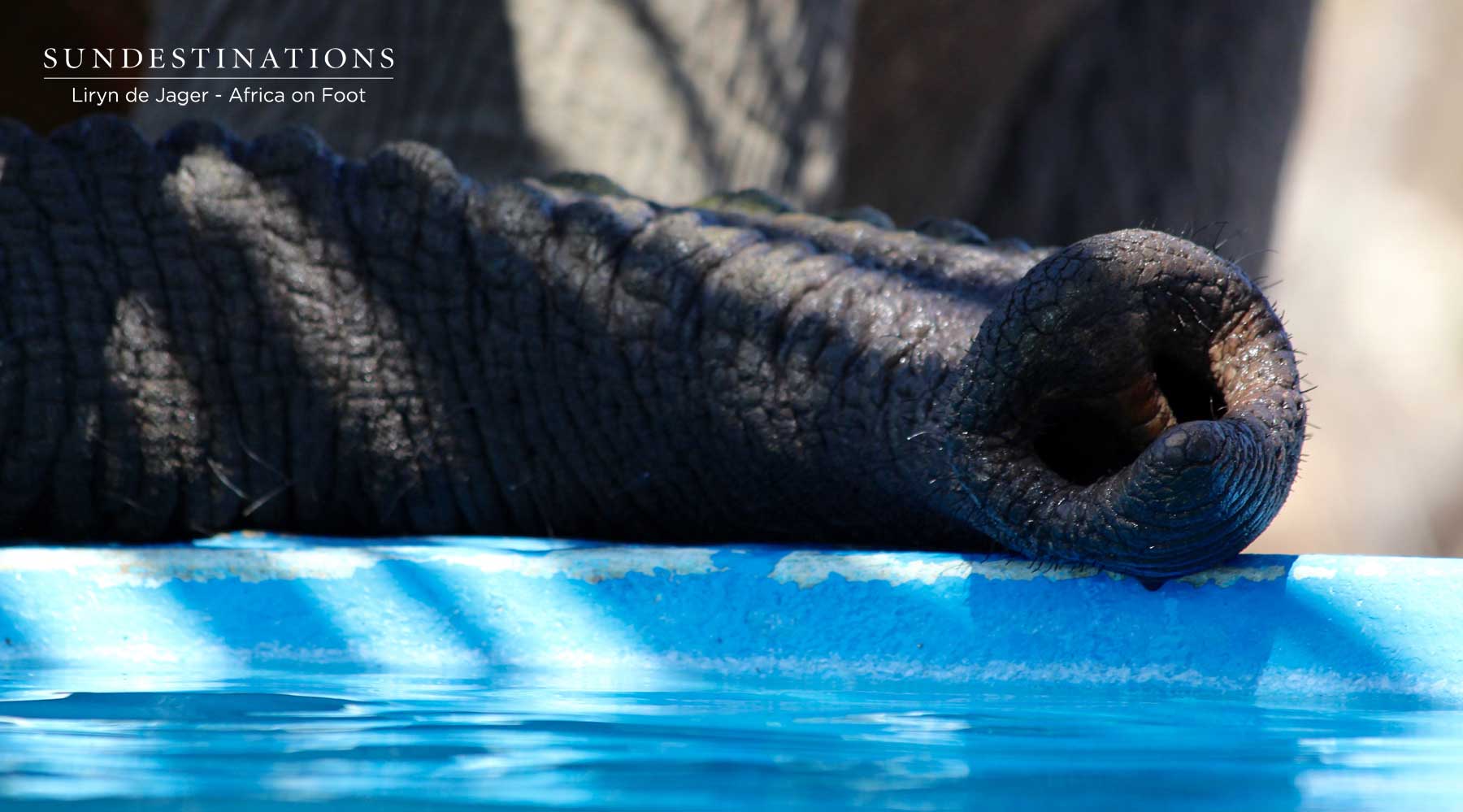Elephant at Africa on Foot Splash Pool Elephant at Africa on Foot Splash Pool