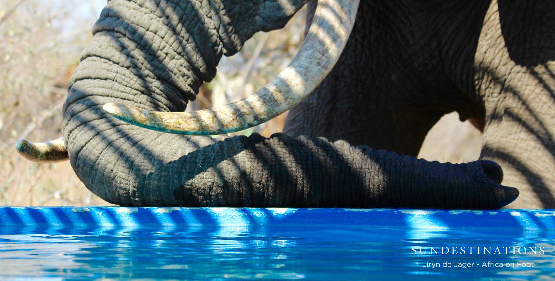 Elephant in Camp - Africa on Foot Elephant in Camp - Africa on Foot