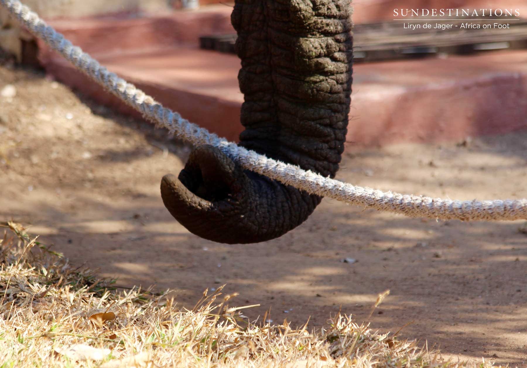 Elephant in Camp Elephant in Camp