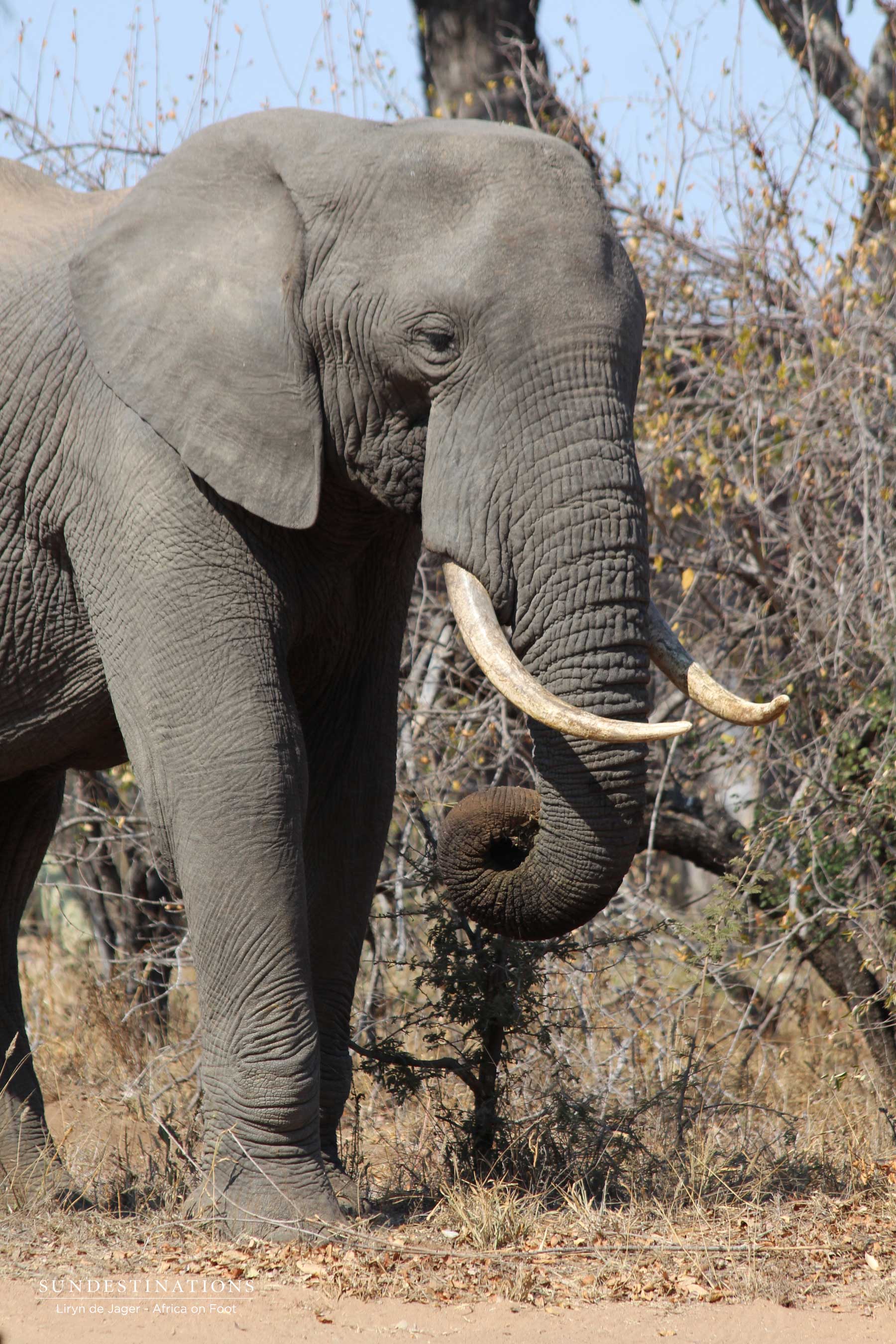 Elephant in the Bushveld Elephant in the Bushveld