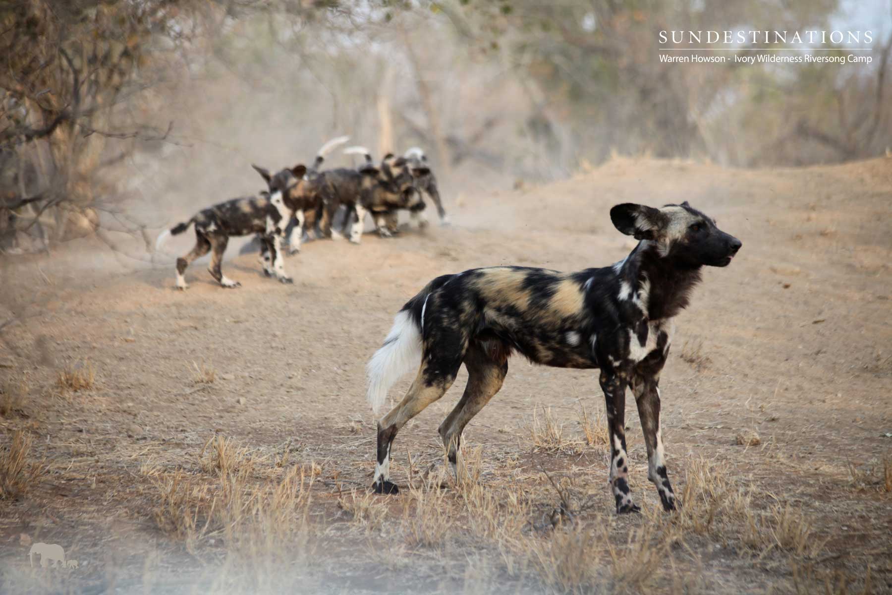 Ivory Wilderness Wild Dog Pack Ivory Wilderness Wild Dog Pack