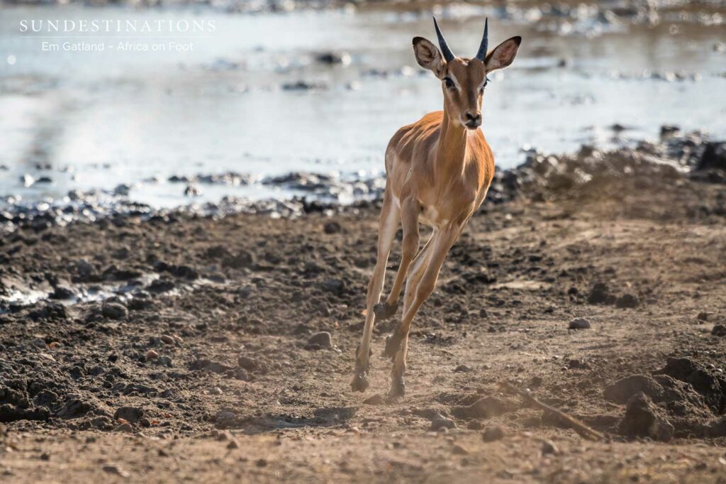 Impala on the Run