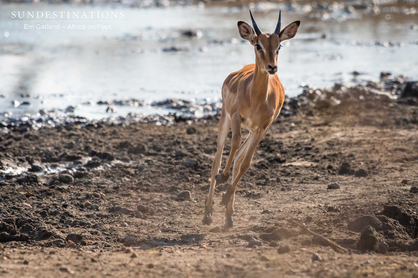 Impala on the Run Impala on the Run