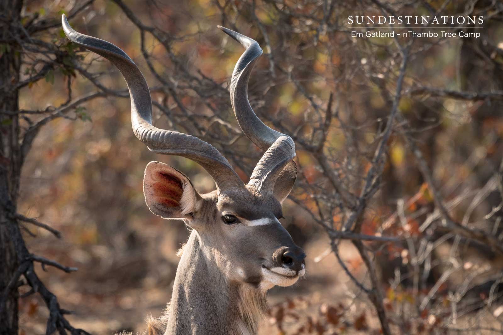 Majestic Kudu Bull Majestic Kudu Bull