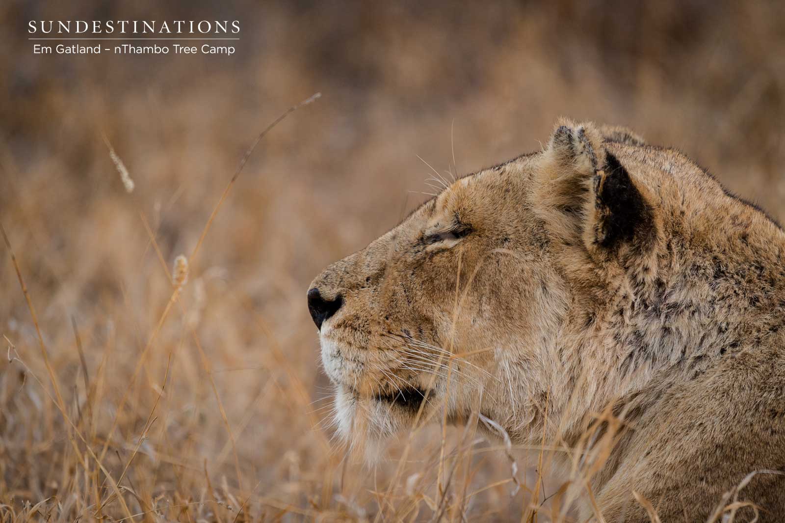 Ross Pride Lioness Ross Pride Lioness