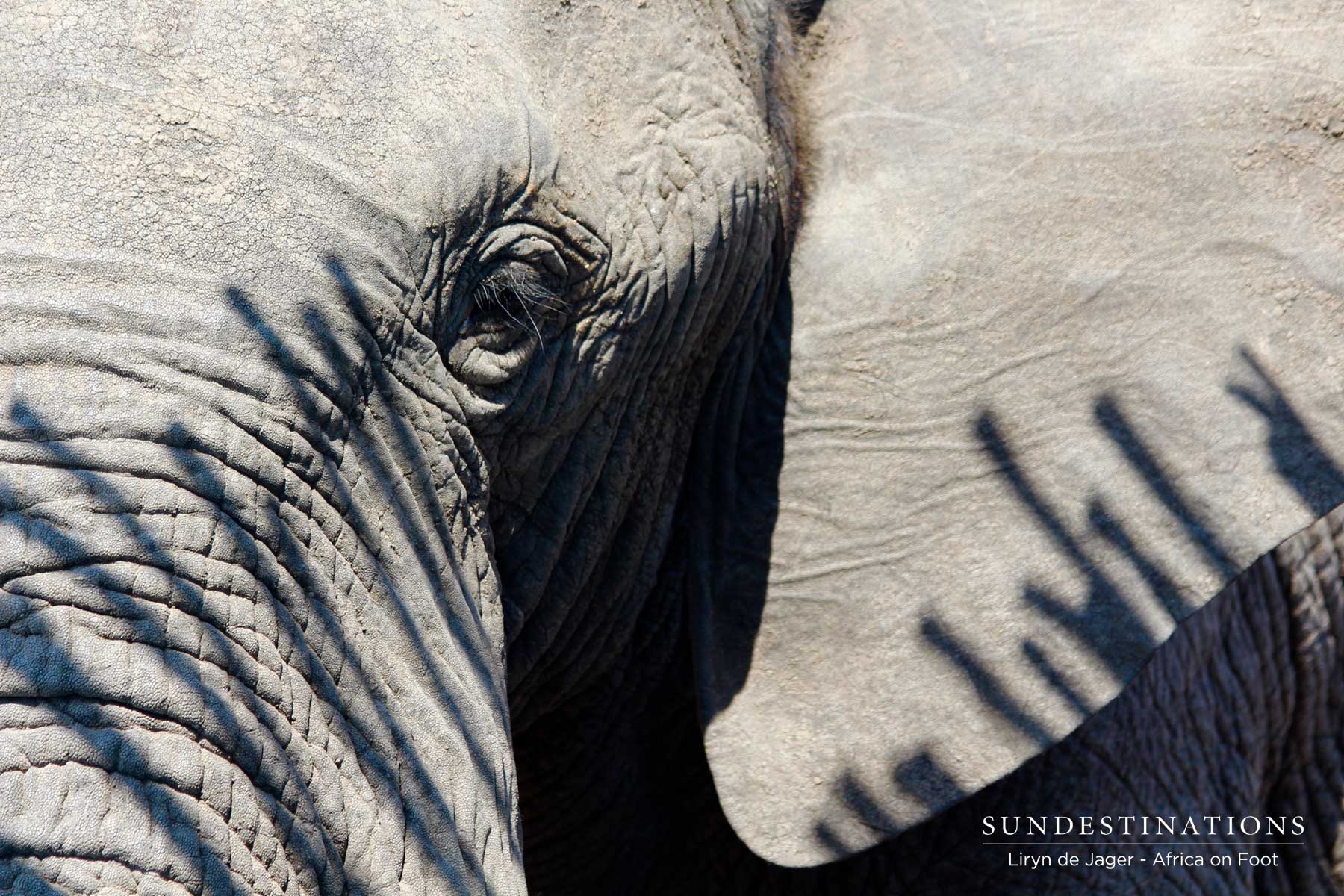 Elephant up Close Elephant up Close