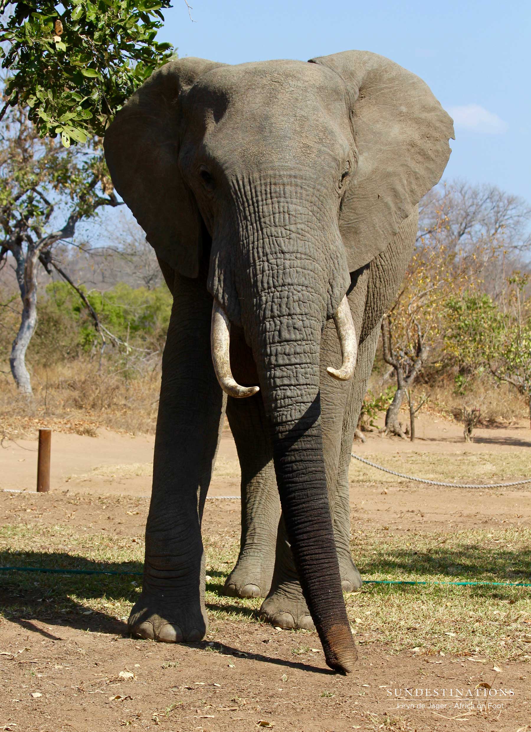 Elephant in Africa on Foot Camp Elephant in Africa on Foot Camp