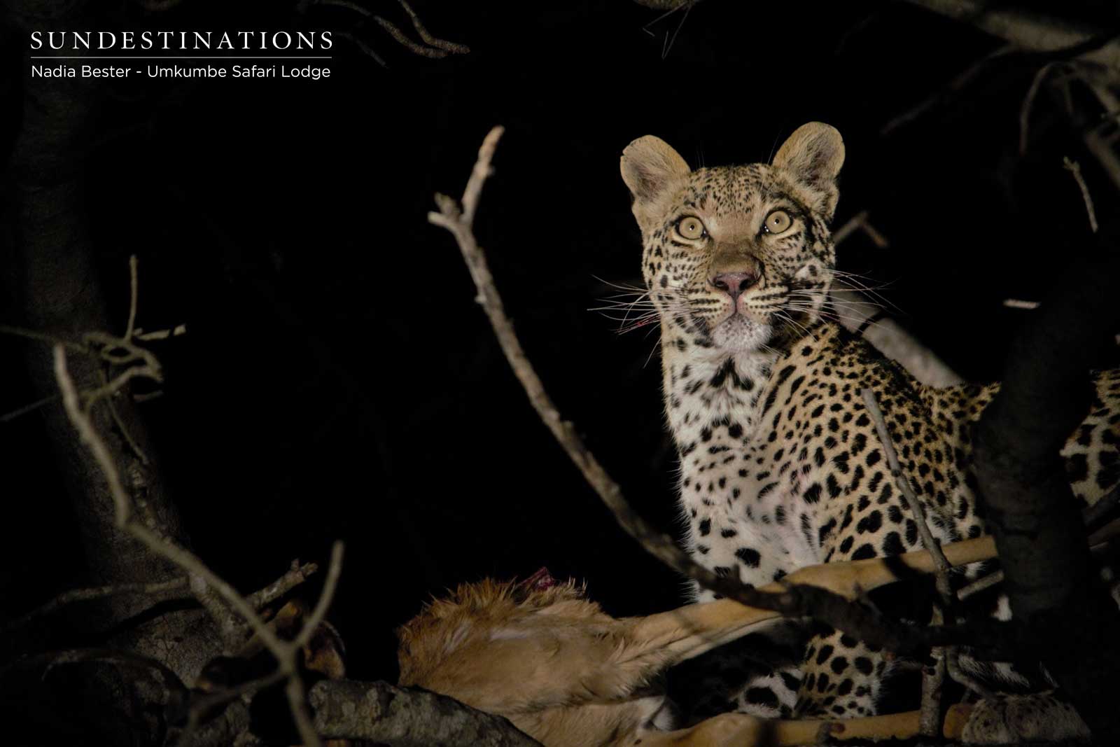 Little Bush's Female Cub Little Bush's Female Cub
