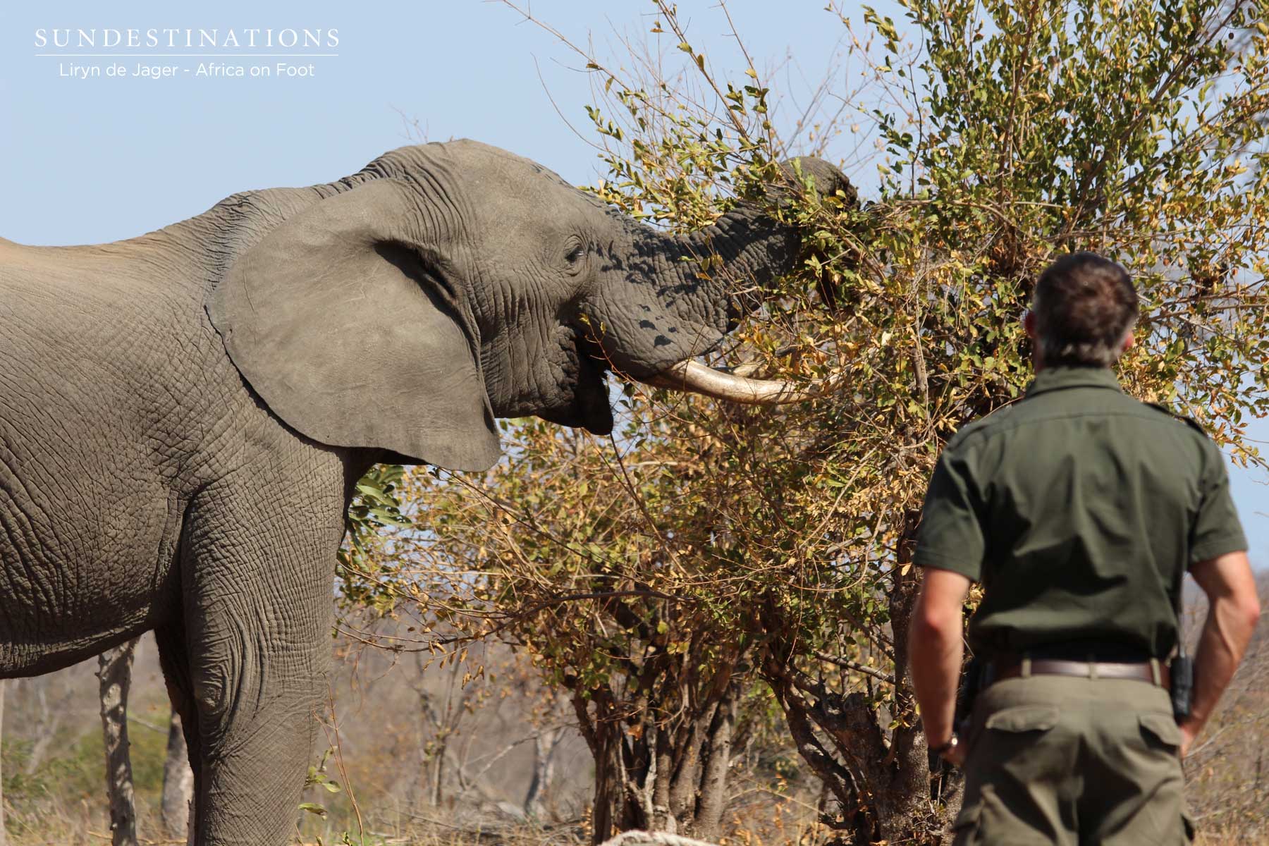 Ranger with Elephant Ranger with Elephant