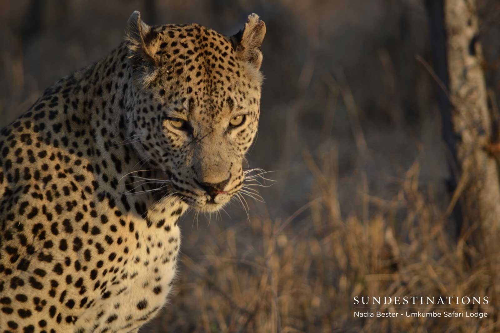 Mxabene Male Leopard Mxabene Male Leopard