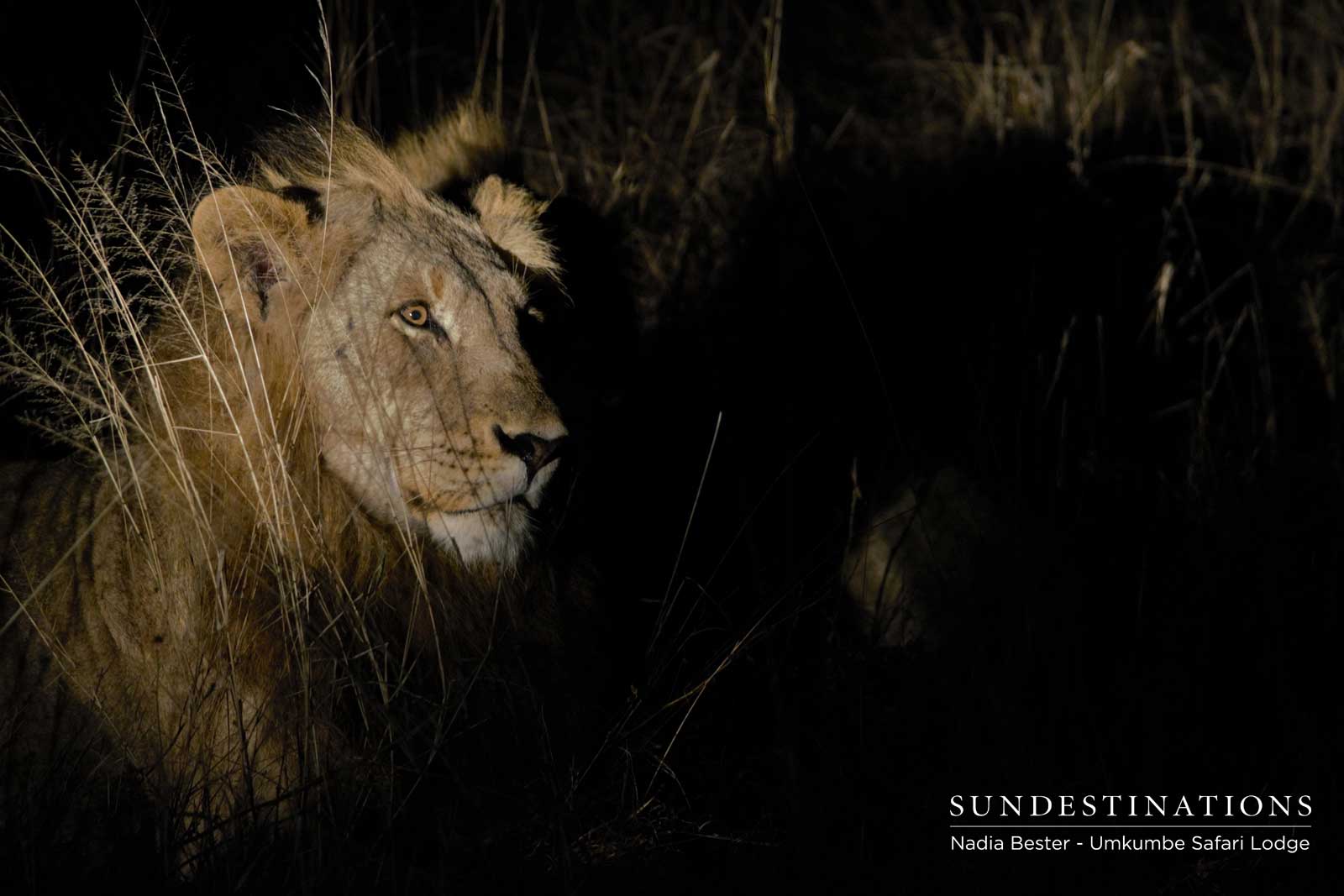Tsalala Male Lion Tsalala Male Lion