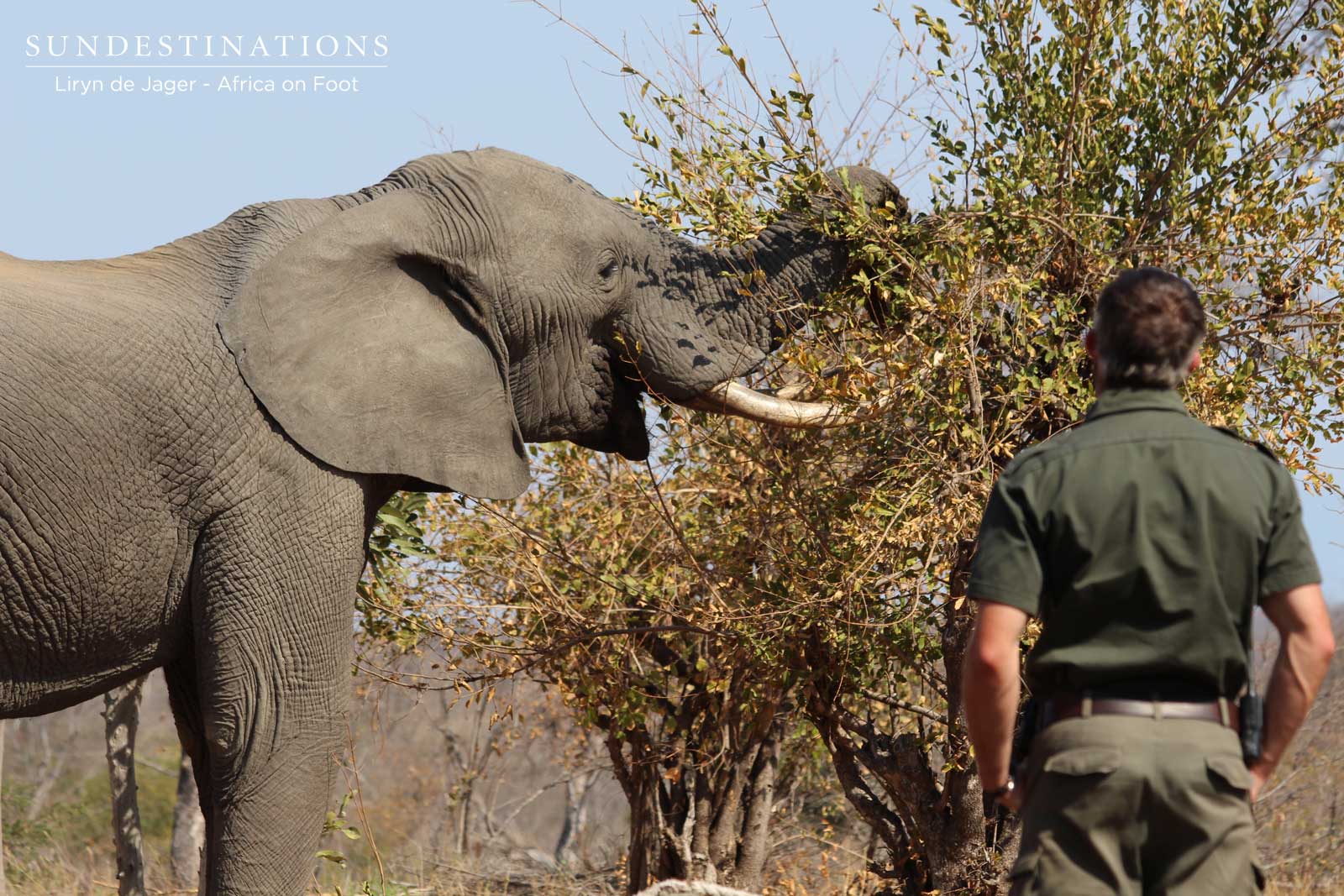 Ranger Mike with Elephant Ranger Mike with Elephant