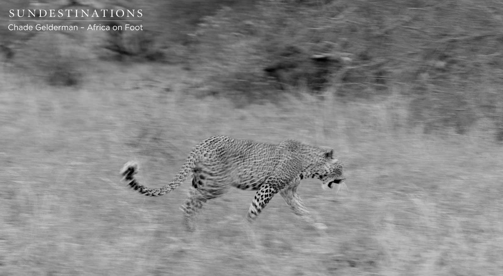 Leopard on the Prowl Leopard on the Prowl